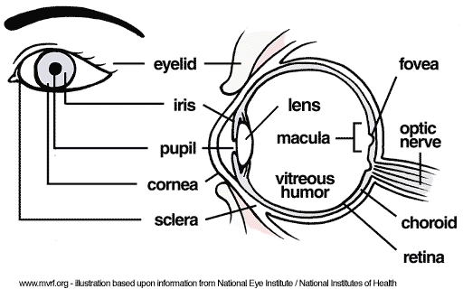 eye-complications-anatomy